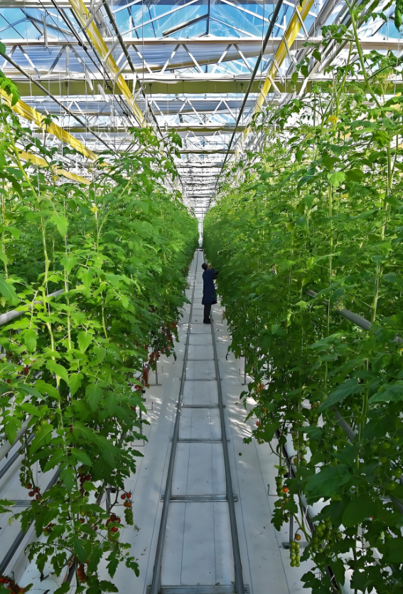 新城测速蔬菜大棚展示
